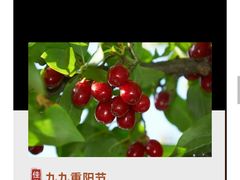 -俏巴渝·家宴·生日宴(锦绣城店)