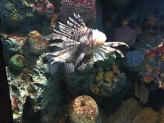 -暹罗海洋世界