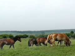-塞罕坝国家级自然保护区
