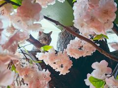 -猫猫幼稚园·撸猫·桌游·电玩