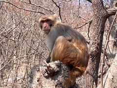 -崂山巨峰游览区