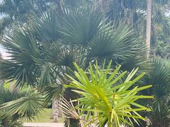 -中国科学院西双版纳热带植物园