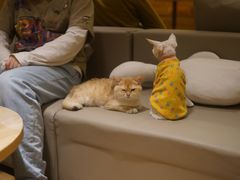 -猫腻·猫咖·撸猫馆(星光大道店)
