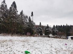 -武陵山森林公园