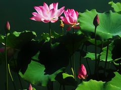 -莲花池公园