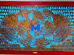 -上海昆虫博物馆