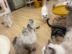 -有喵·猫咖·狗咖·30几只猫10只小狗(岗厦店)