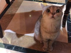 -猫色咖啡·猫咖
