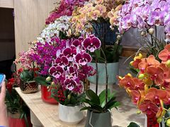 -双季花艺园艺市场(浦东店)