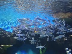 -华夏文旅海洋公园