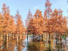 -白鹭湾湿地公园