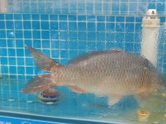-崂山水果园农家宴(泉水鸡店)