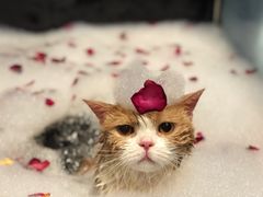 -MOLLY'S萌宠生活馆