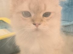 -PETKIT小佩宠物·低压洗护(国顺东路店)