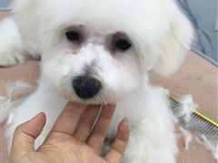 -瑞派宠物医院·24小时骨科·心脏·核磁(哈尔滨南岗店)