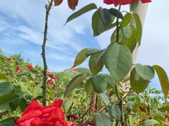 -亚龙湾国际玫瑰谷