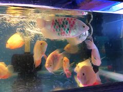 -万商花鸟市场