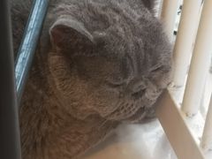-平行世界·猫咖(首经贸店)