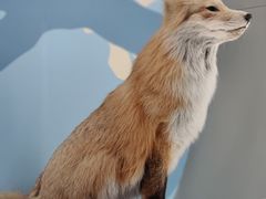 -陕西自然博物馆