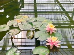 -上海鲜花港