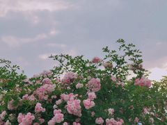 -天鹅湖体育公园