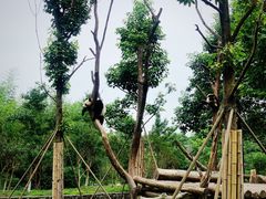 -都江堰中华大熊猫苑
