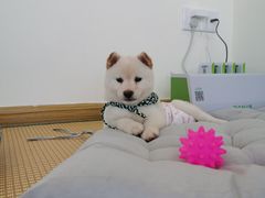 -柴犬小屋·柴餐厅·狗咖食堂(金鼎广场店)