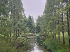 -黄海国家森林公园