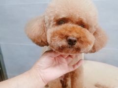 -宠福鑫康馨动物医院·骨科·眼科