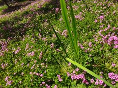 -黄海国家森林公园