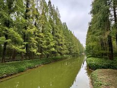 -黄海国家森林公园