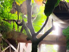 -呀路古热带植物园