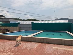-趣玩宠物乐园寄养训犬训狗游泳池