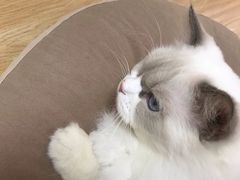 -猫和宫(六道口店)