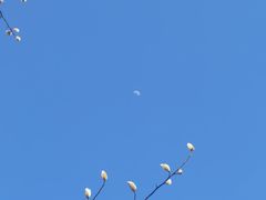 -新虹桥中心花园