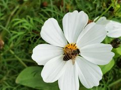 -香蜜公园