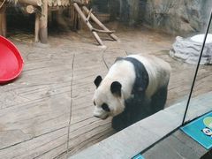 -深圳野生动物园
