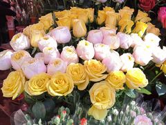 -越秀西湖花市(广州城市广场花卉店)