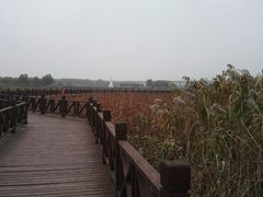-荷塘月色湿地公园·向阳花洲
