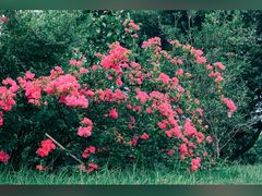 -福建鲤鱼洲酒店