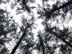 -鲁山国家森林公园