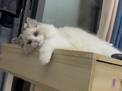 -lincat·猫舍(广州店)