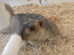 -怪兽屋·羊驼·猫咖·狗咖(俊华广场店)