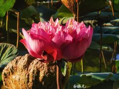 -惠州西湖丰渚园