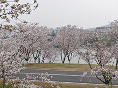 -羊山湖公园