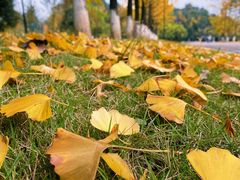 -铁山坪森林公园