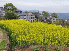 -桑洲油菜花景区