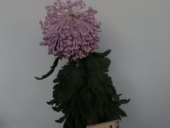 -杭州植物园