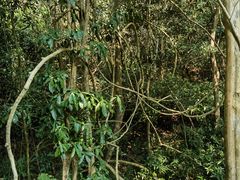 -中国科学院西双版纳热带植物园
