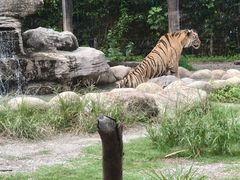 -上海野生动物园老虎餐厅